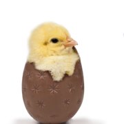 iStock_000008757375Large A chick in a chocolate egg on a white background.