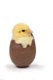 A chick in a chocolate egg on a white background.