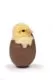 A chick in a chocolate egg on a white background.