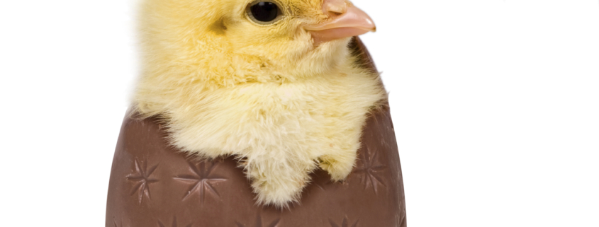 A chick in a chocolate egg on a white background.