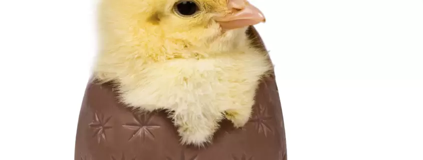 A chick in a chocolate egg on a white background.